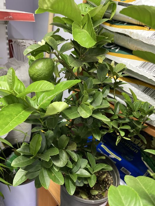 Лимонное дерево домашнее