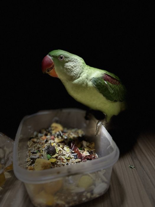 Александрийский попугай