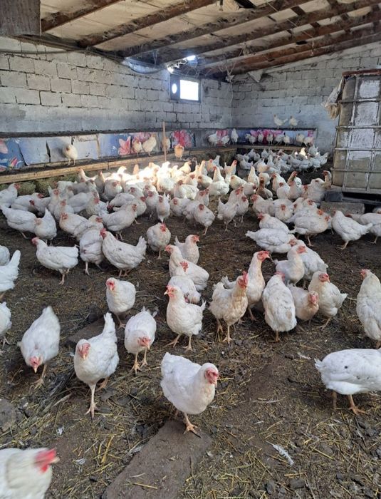 Куры несушки по оптовым ценам