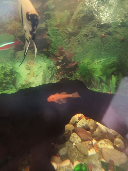 Сомы аквариумные