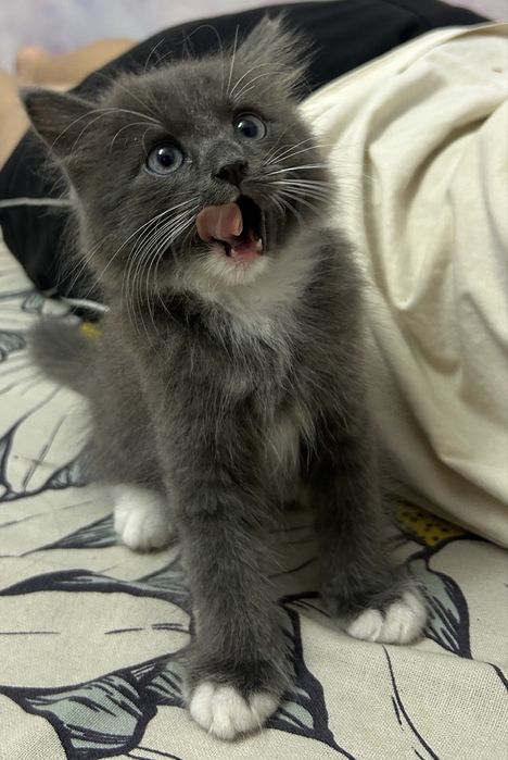 Котенок мальчик