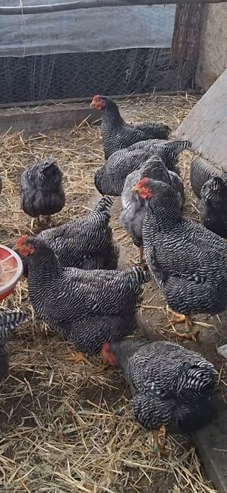 Ouă pentru incubat.