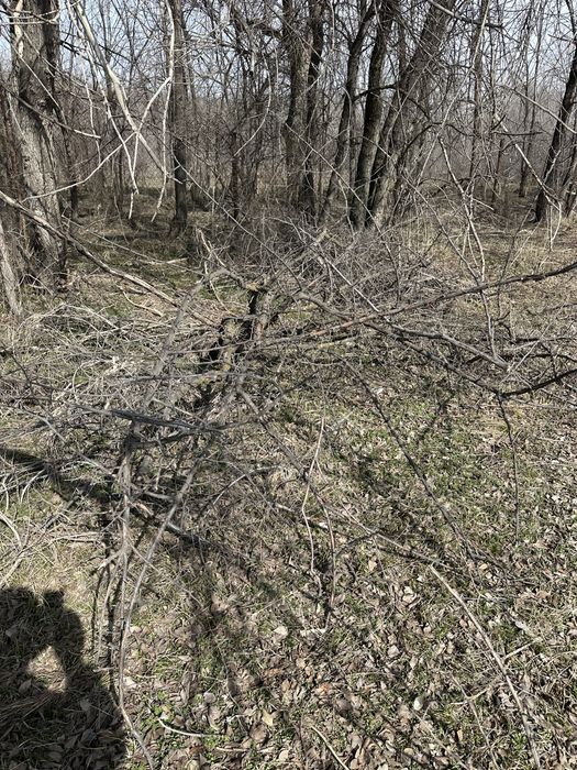 Дрова бесплатно