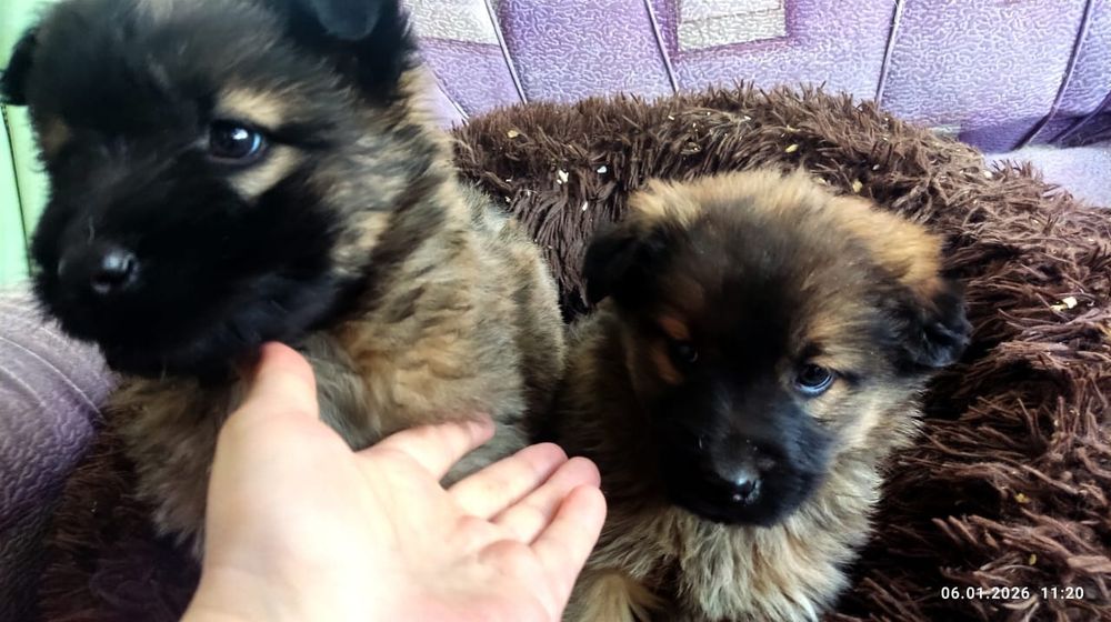 Две красотки в поисках дома