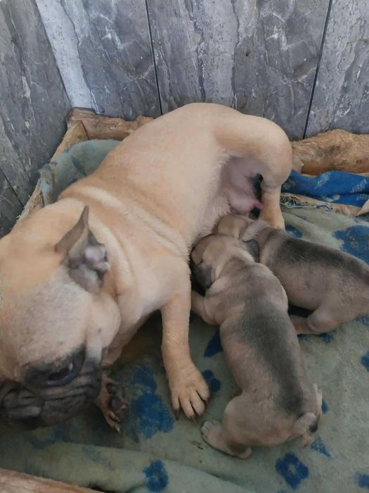 френски златист булдог