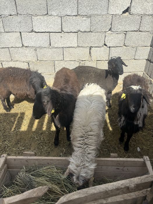 Семіз тоқтылар бар 70 000тг ден бар қозылы қойлар бар 140 000тг ден