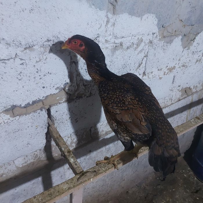 Корейц курочка 1.5год крупный