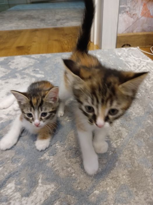 Котята даром 1.5 месяца