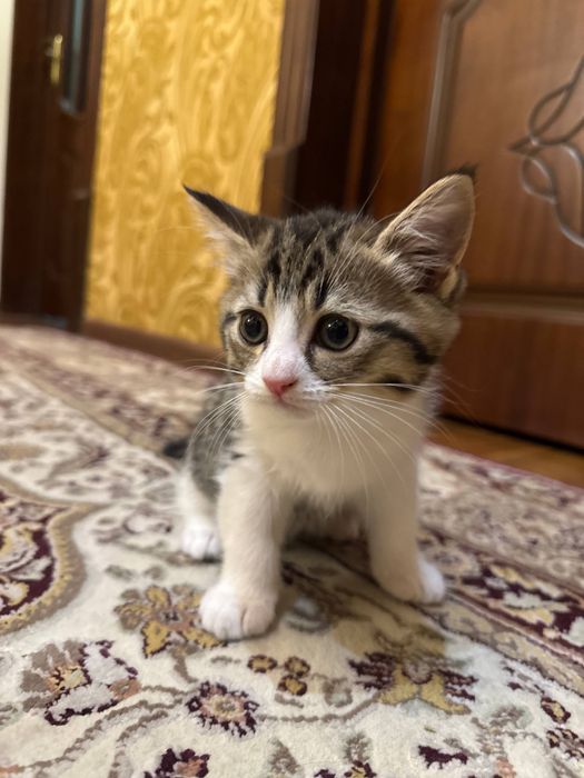 Продаются котята