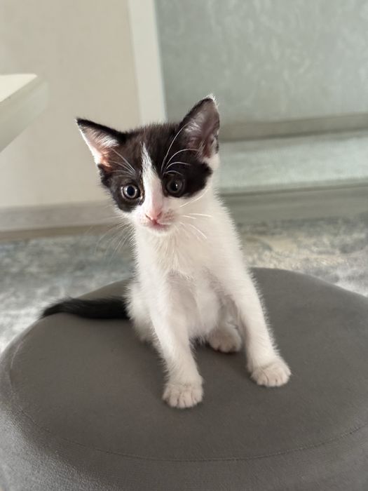 Отдаются котята в добрые руки
