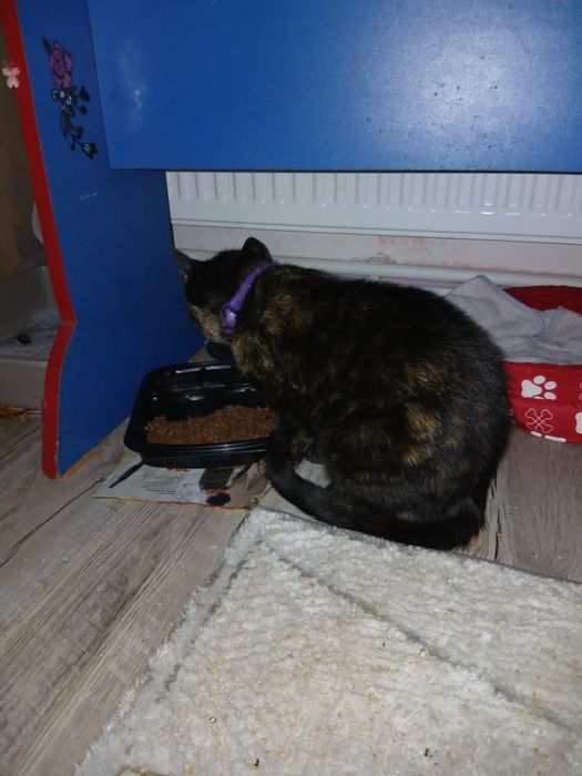 Dau spre adopție pisică