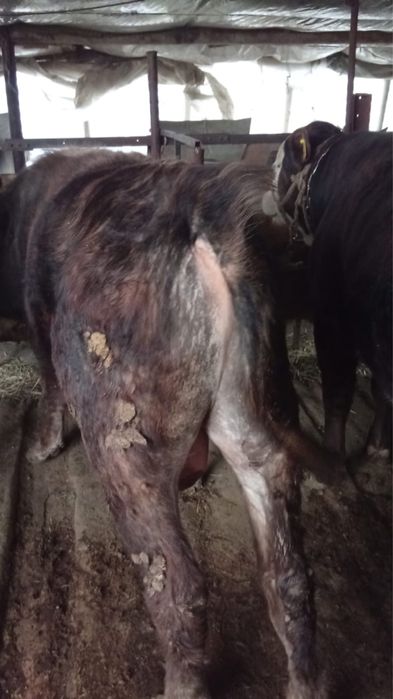 Быки домашние.