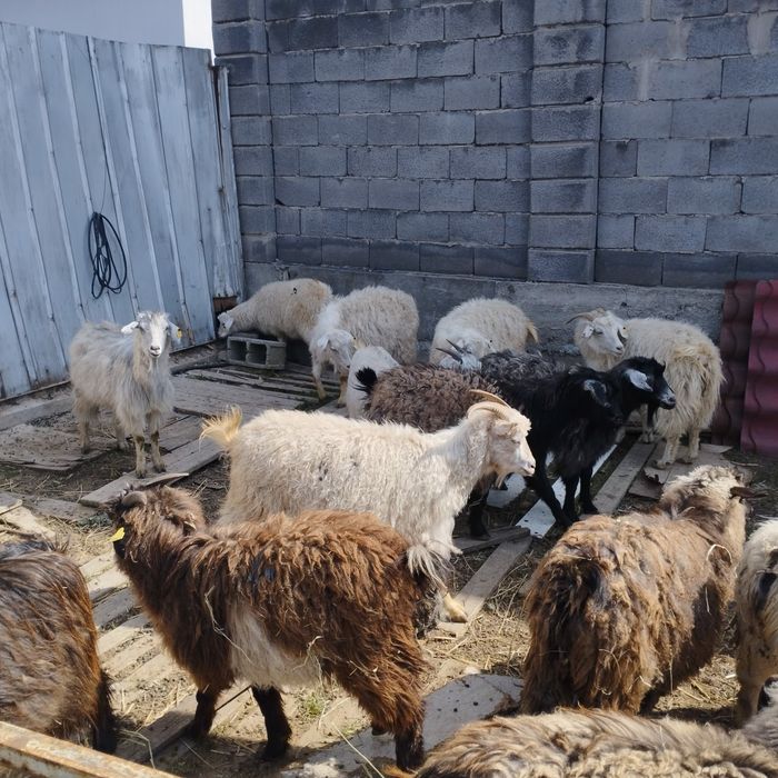 Козы бараны овцы коза козёл