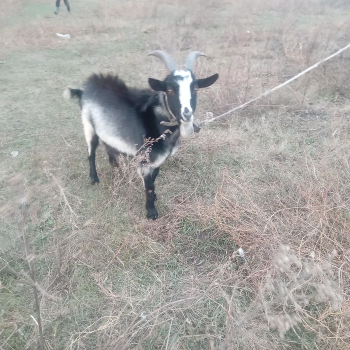 Срочно Продам коз