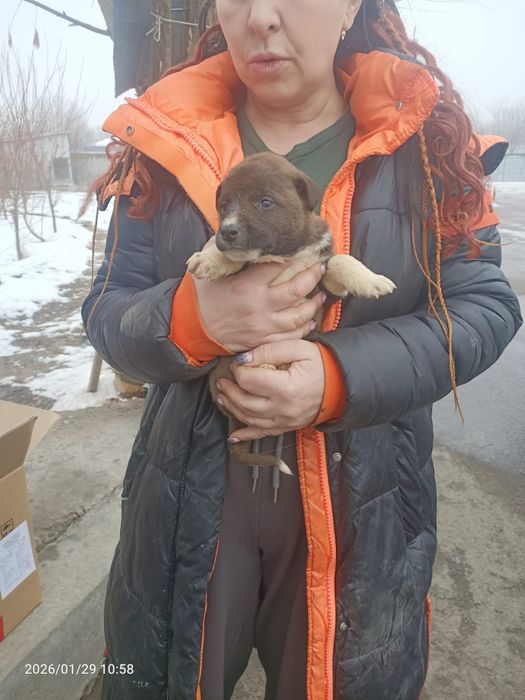 Щенки ищут дом, ответственным