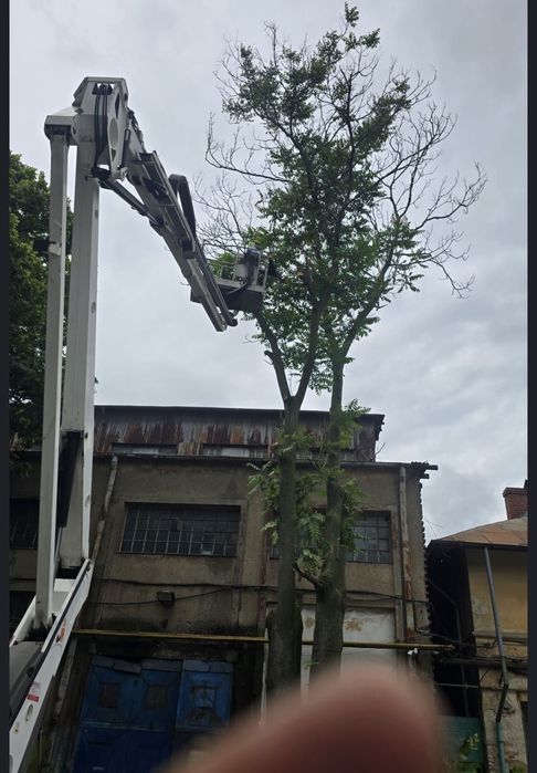 Taiere copacii toaletare debarasare decopertari demolari 24/7