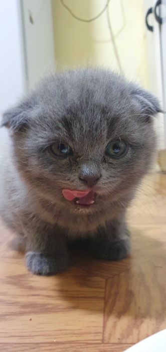 Продам британских котят