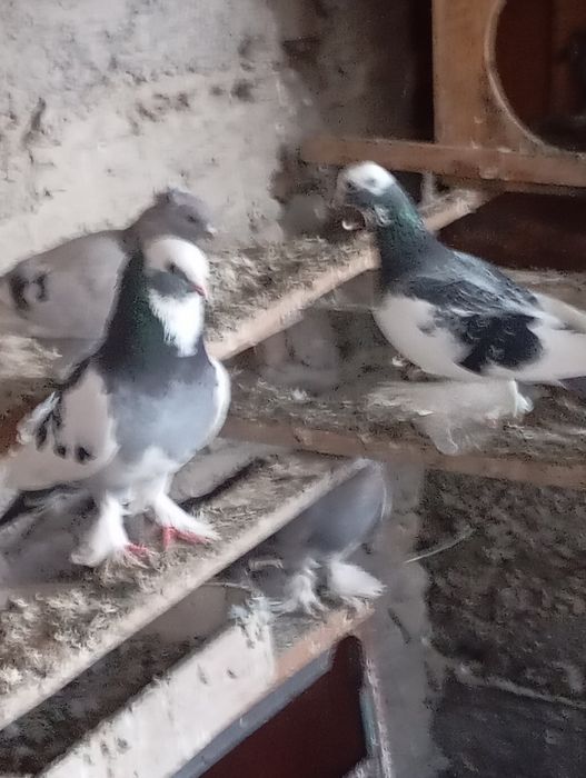 Продам голубей Жиганов и сочей