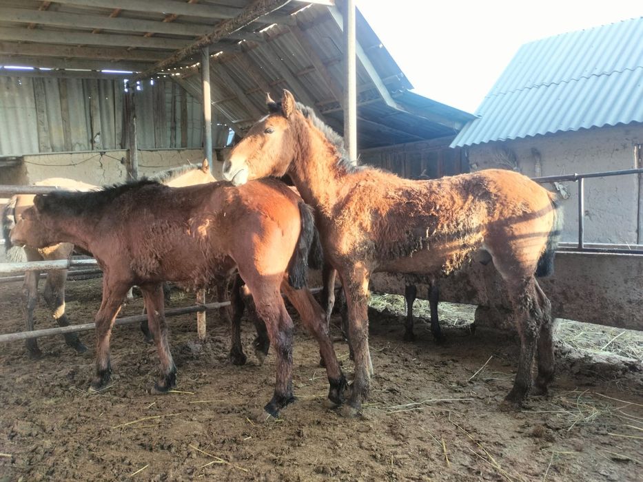 Бордақыланған дайын саудасы бар