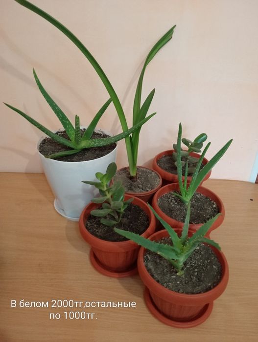 Продам комнатные цветы