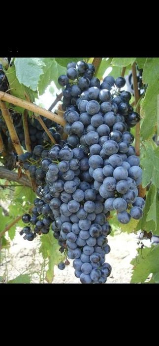 Struguri pentru vin