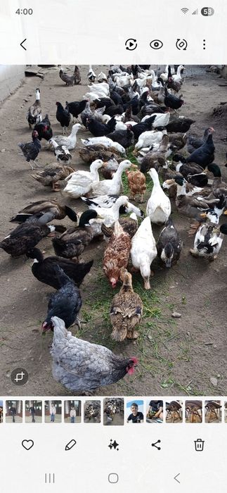 Boboci de rață românească