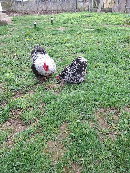 Brahma. Cochinchina pitic