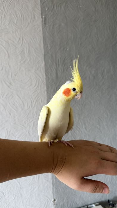 Корелла мальчик