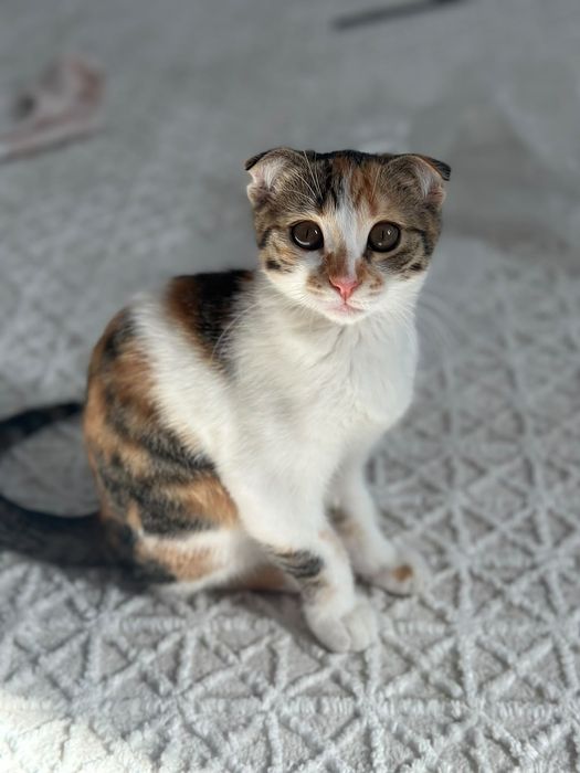 Отдам котенка в хорошие руки