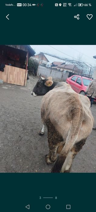 Vacă de vânzare frumoasă