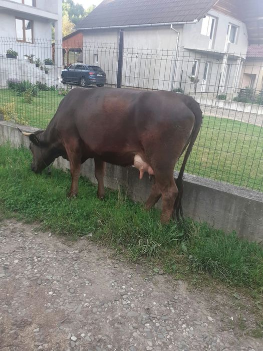 Vând vaca fătată recent
