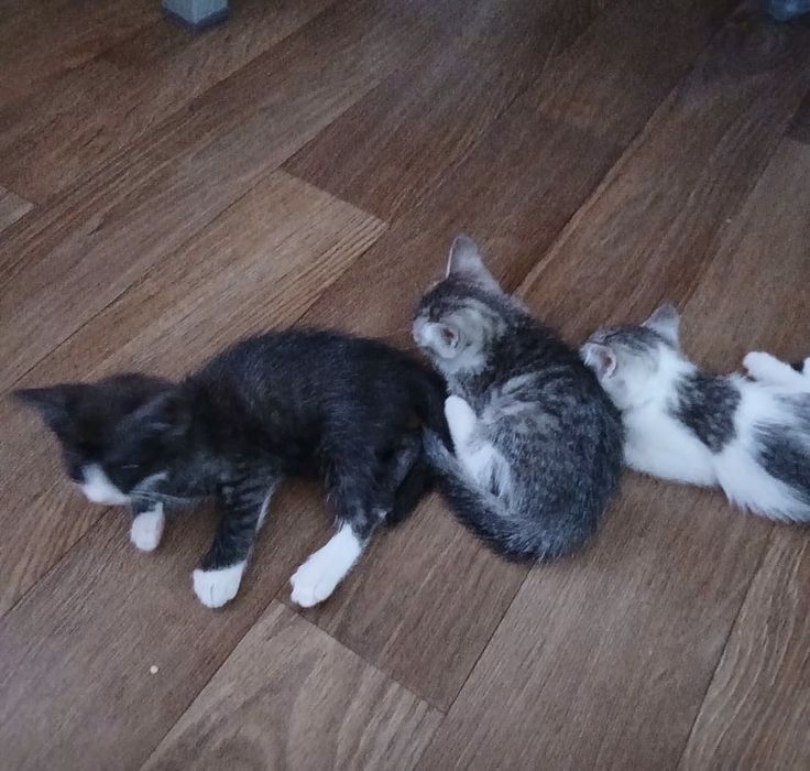 Котята в добрые руки