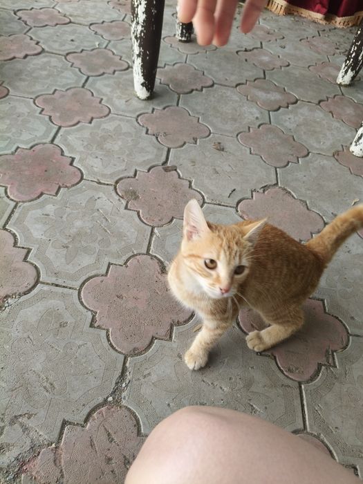 Отдам в добрые руки.