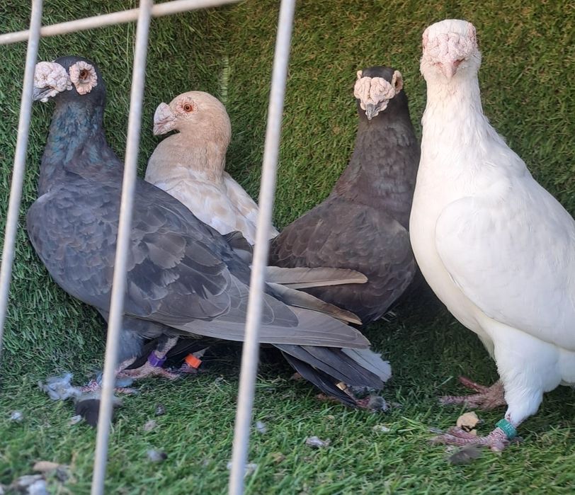 Porumbei duduros