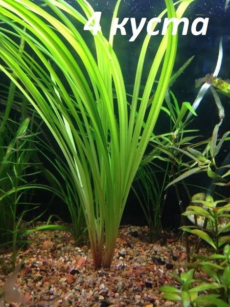 Растения живые..