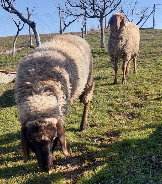 Vand 2 mielute carabase