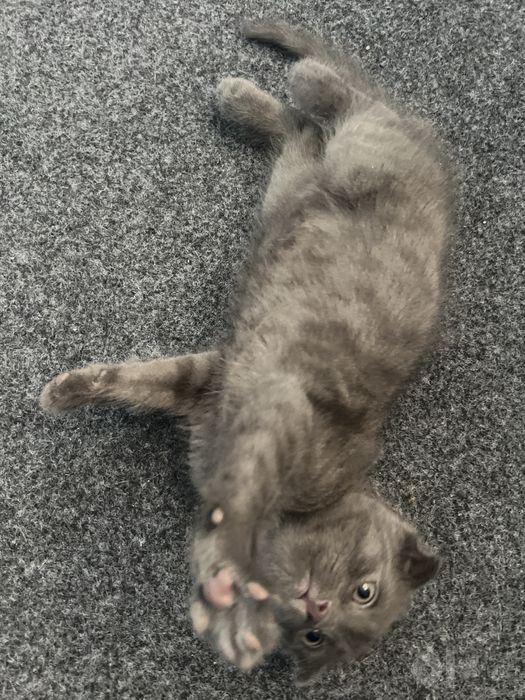 Продам милого котёнка, здоровый и игривый
