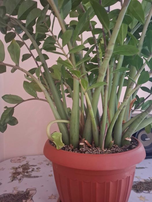 Продам Замиокулькос