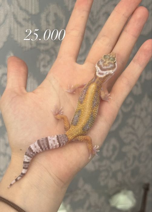 Малыши эублефаров