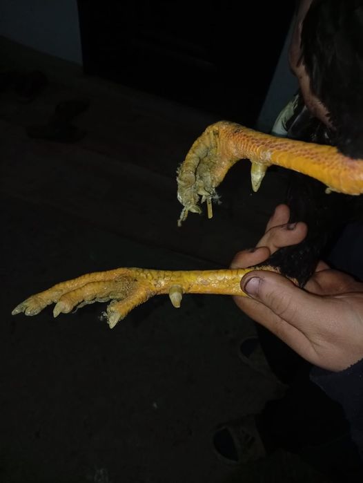 Продам петуха дакан