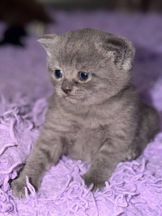 Продам шотландских котят