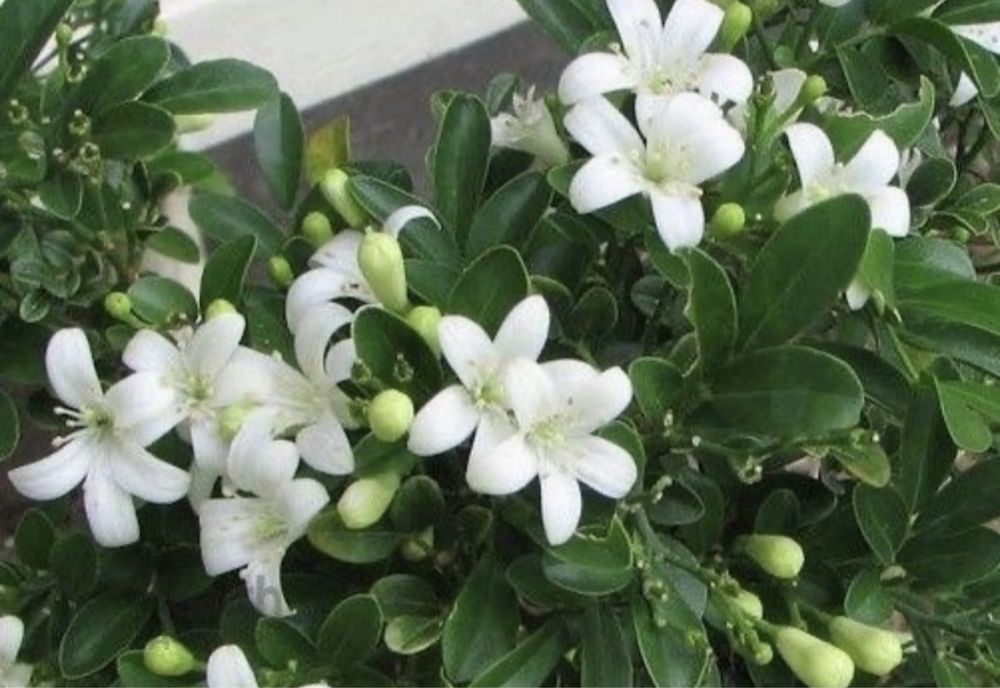 Комнатные растения