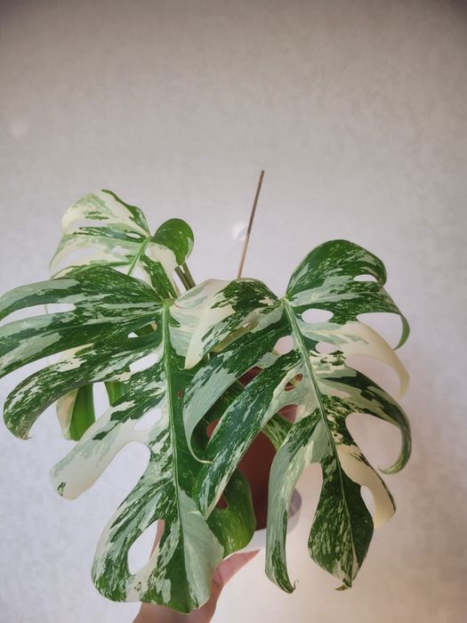 Монстера альба вариегантная