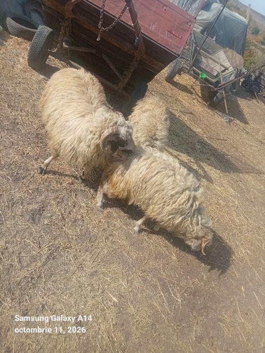 De vânzare 3 oi și un berbec