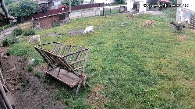 Vând capre 10 bucăți plus 5 baloti lucerna