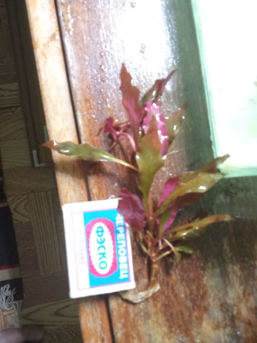 Аквариумные растения