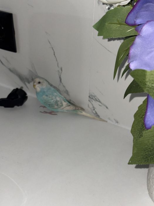 Попугай девочка со всем что надо