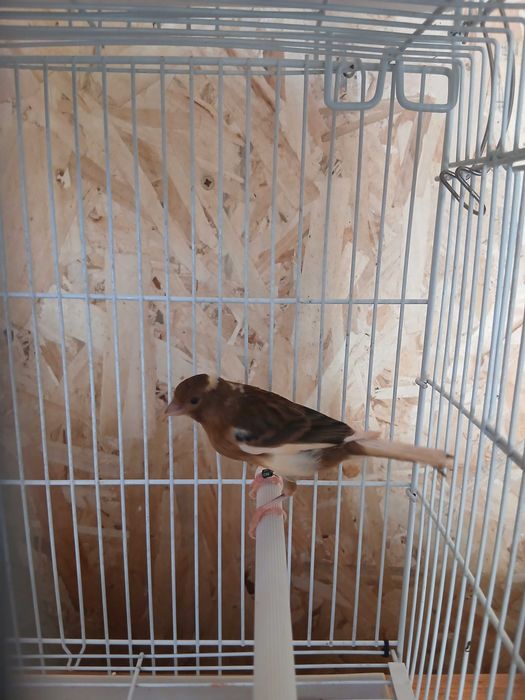 Vand Canari tineri
