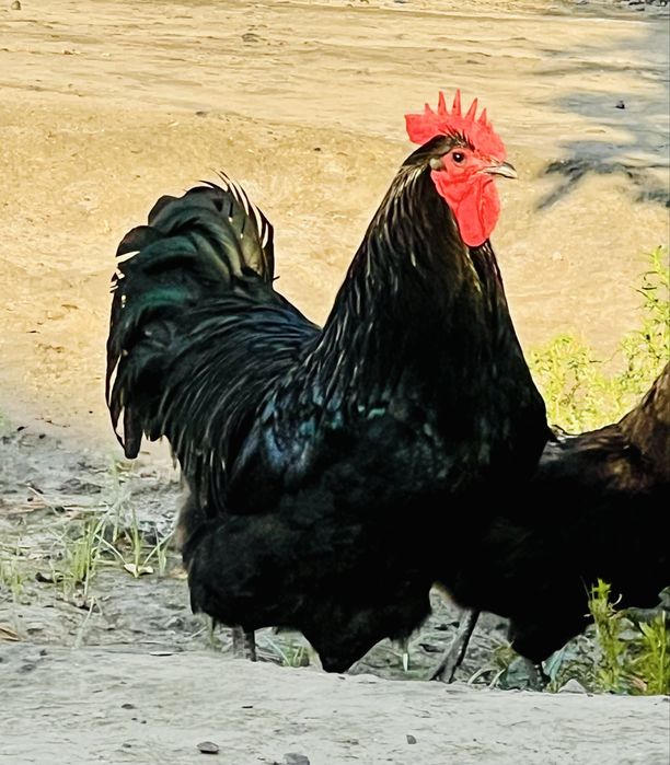 Jersiy Gigant qirg’iz liniya