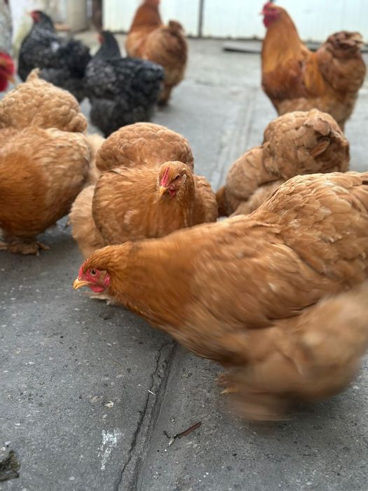 De vânzare gaini cochinchina urias galben si barat